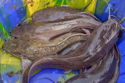 POISSON FRAIS