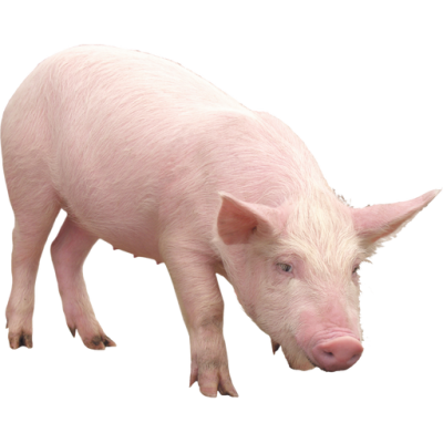 PORC SUR PIED
